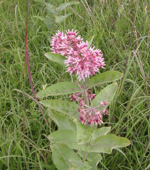 ShowyMilkweed1.jpg