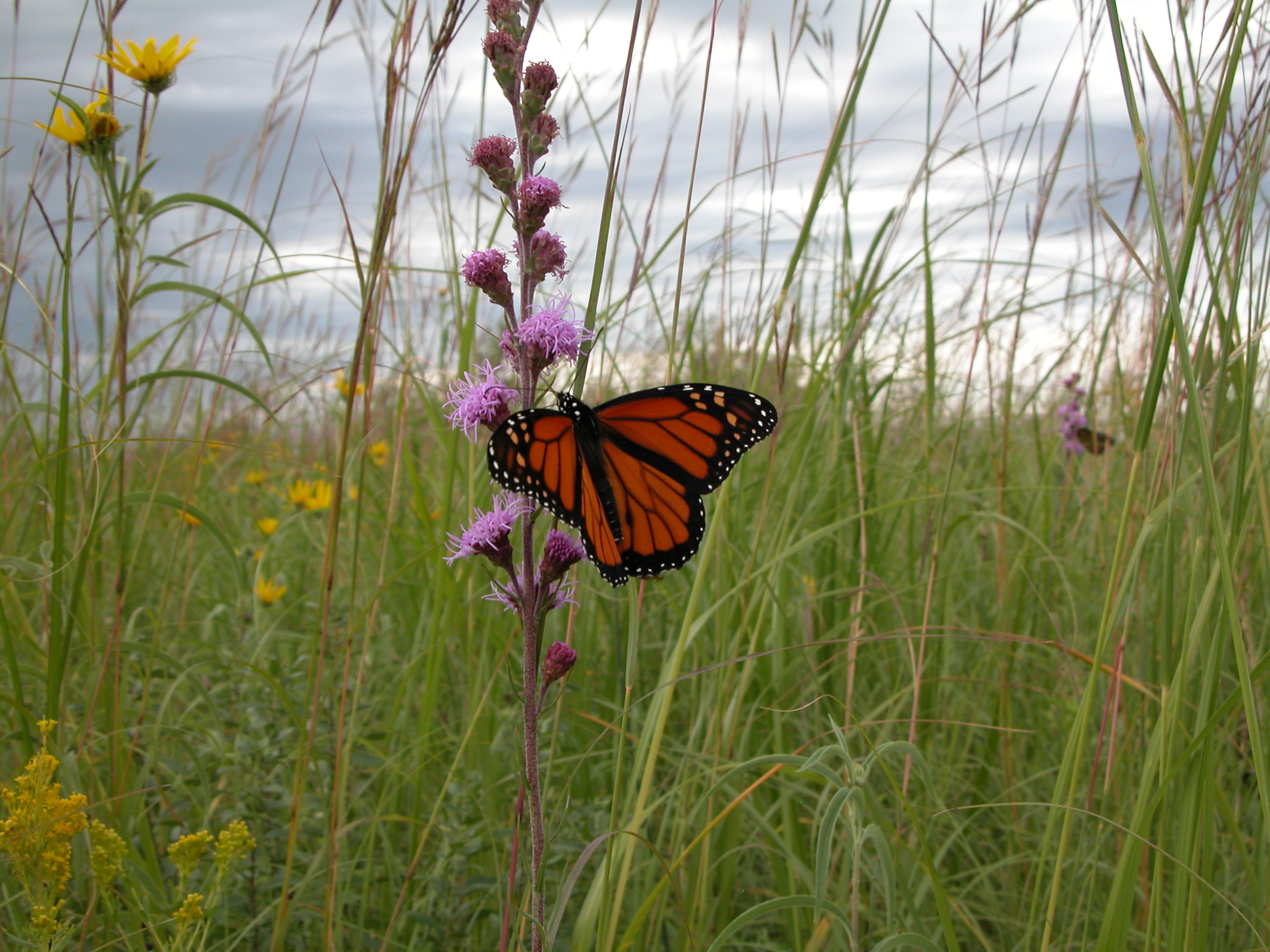 Monarch_Butterfly_11.JPG