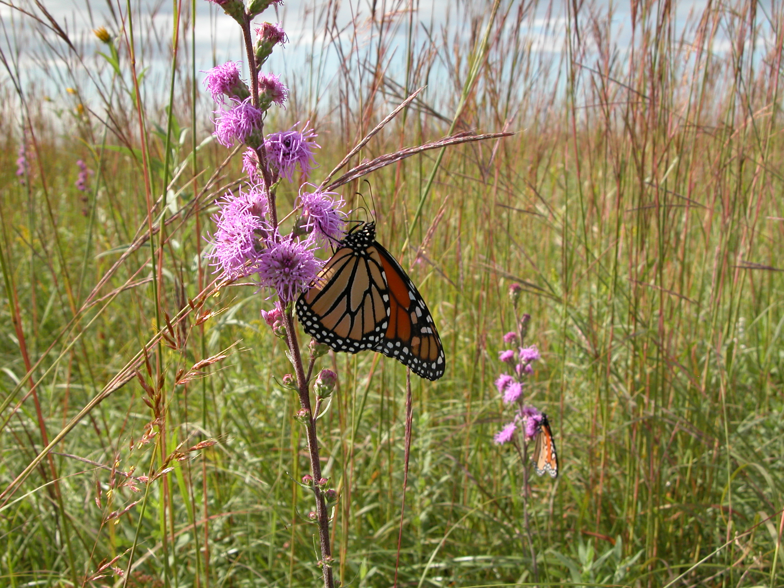 Monarch_Butterfly_12.JPG