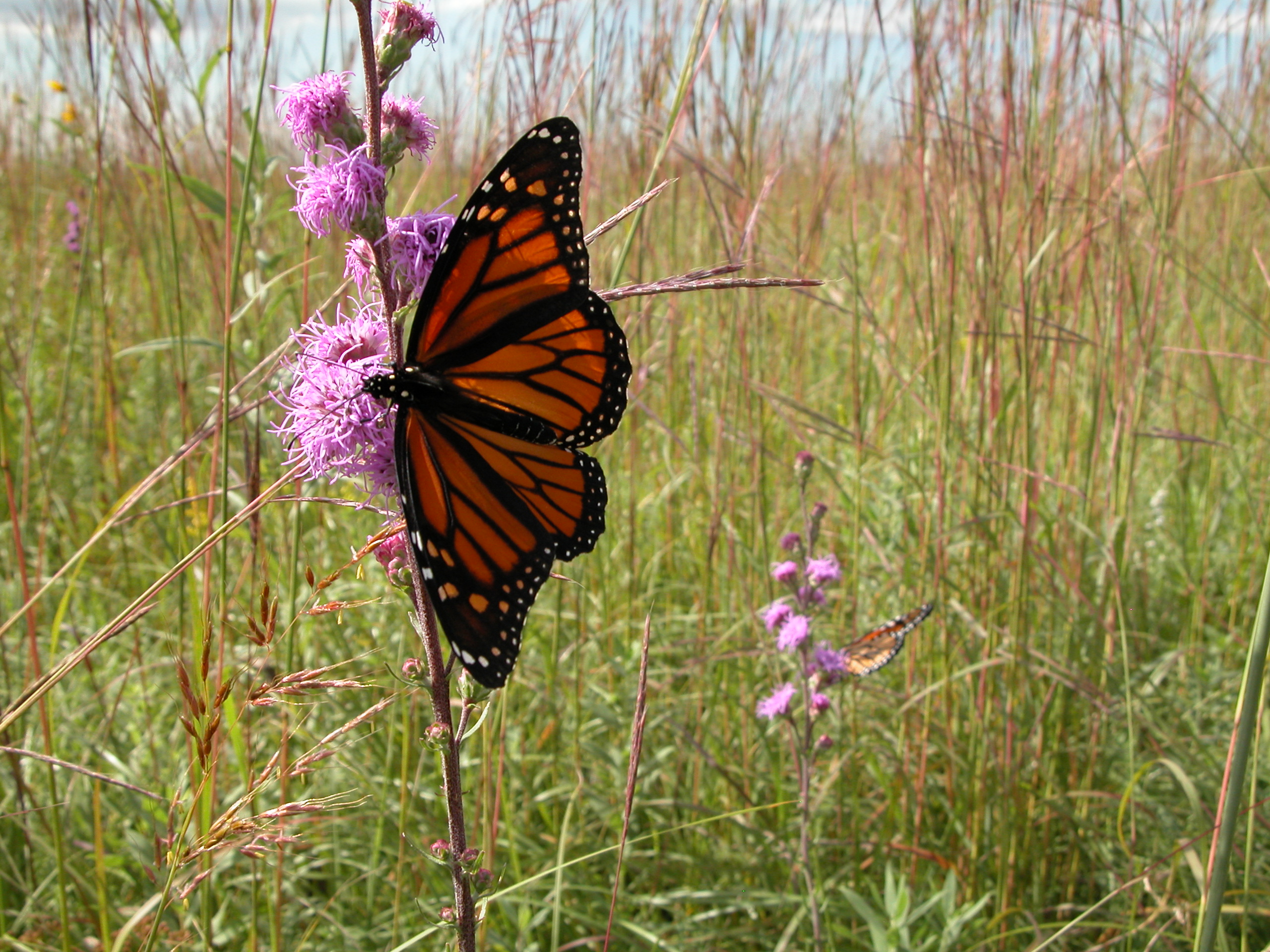 Monarch_Butterfly_13.JPG