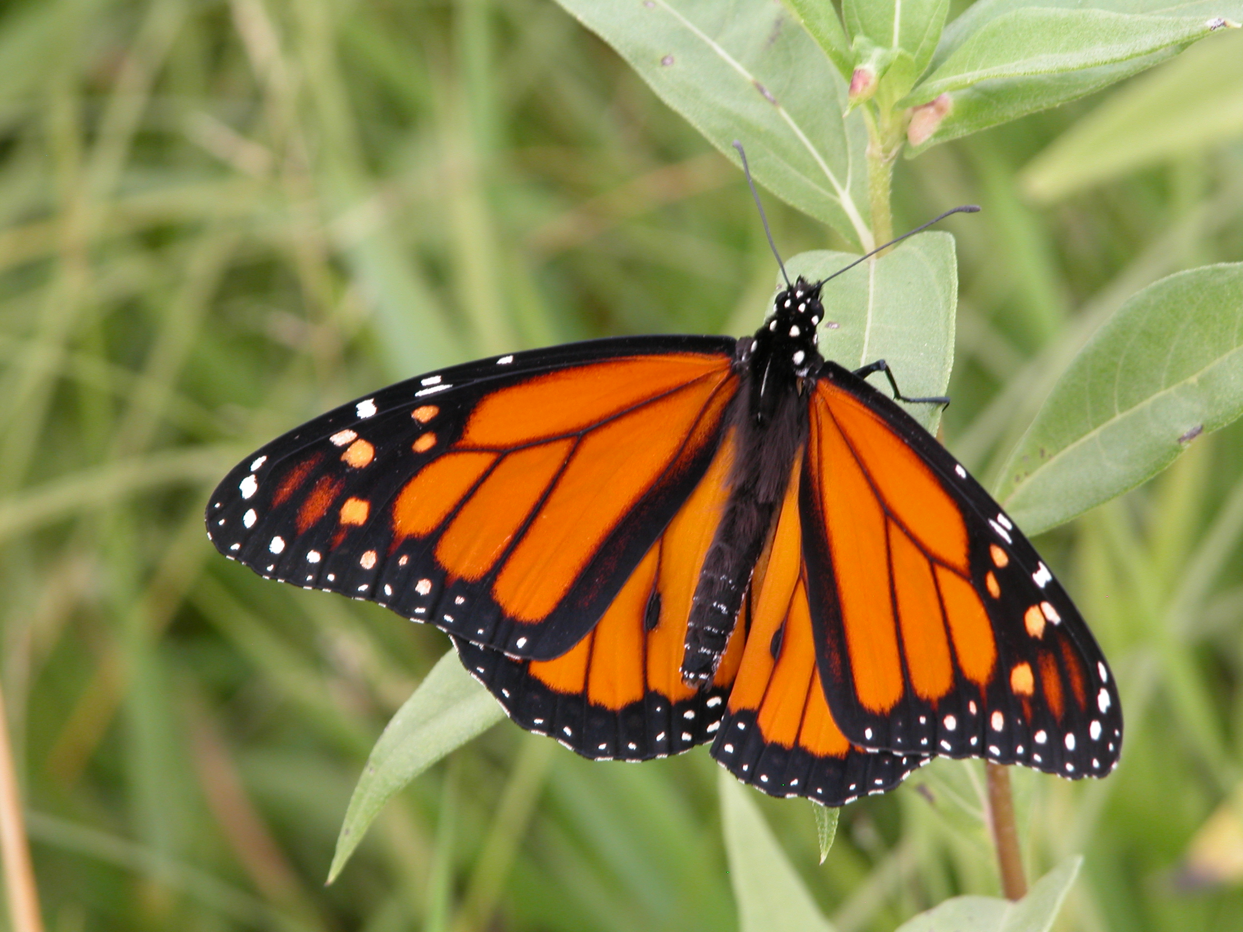 Monarch_Butterfly_14.JPG