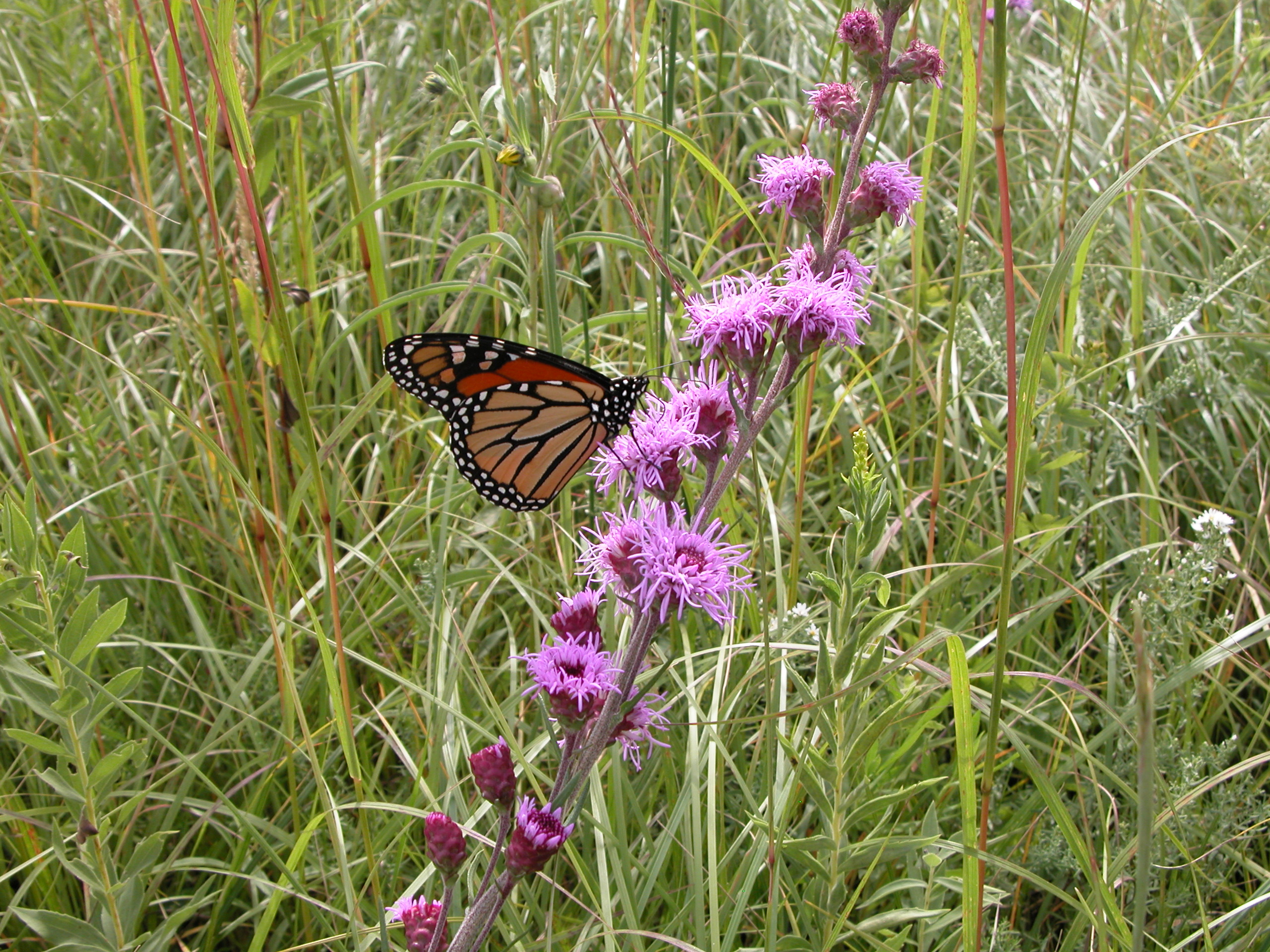 Monarch_Butterfly_16.JPG