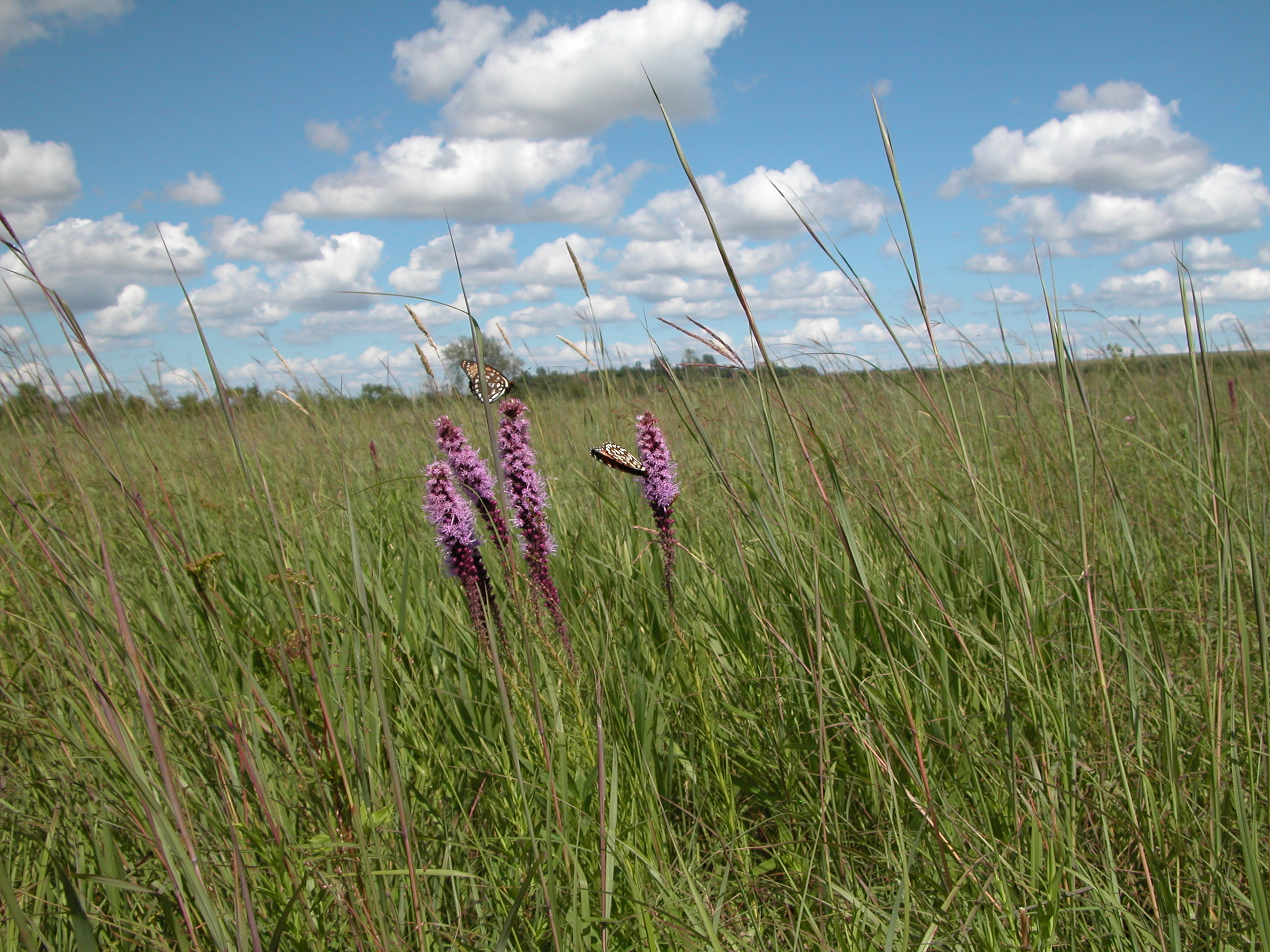 PrairieBlazingStar1.JPG