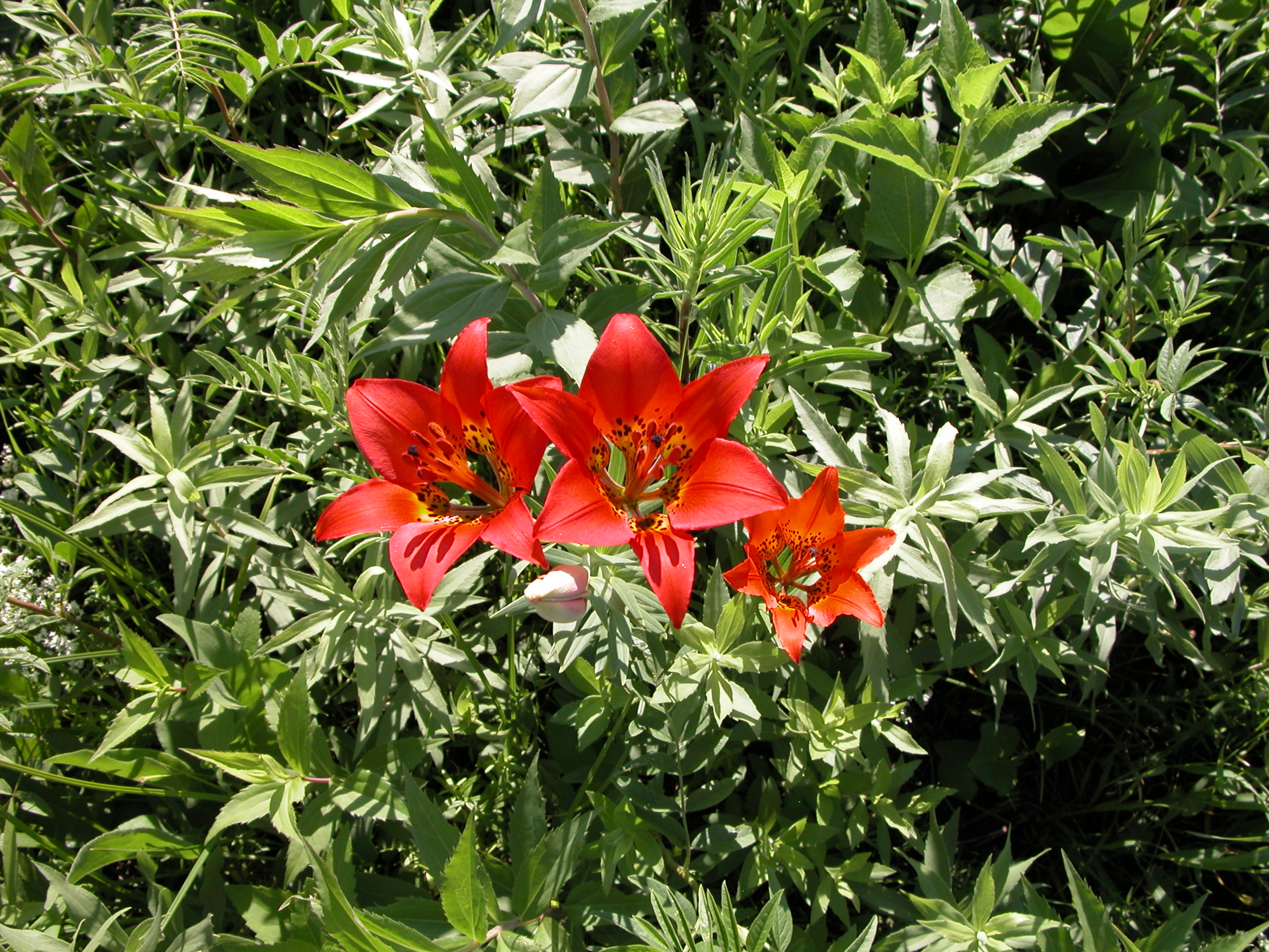 Prairie_Lily_11.JPG