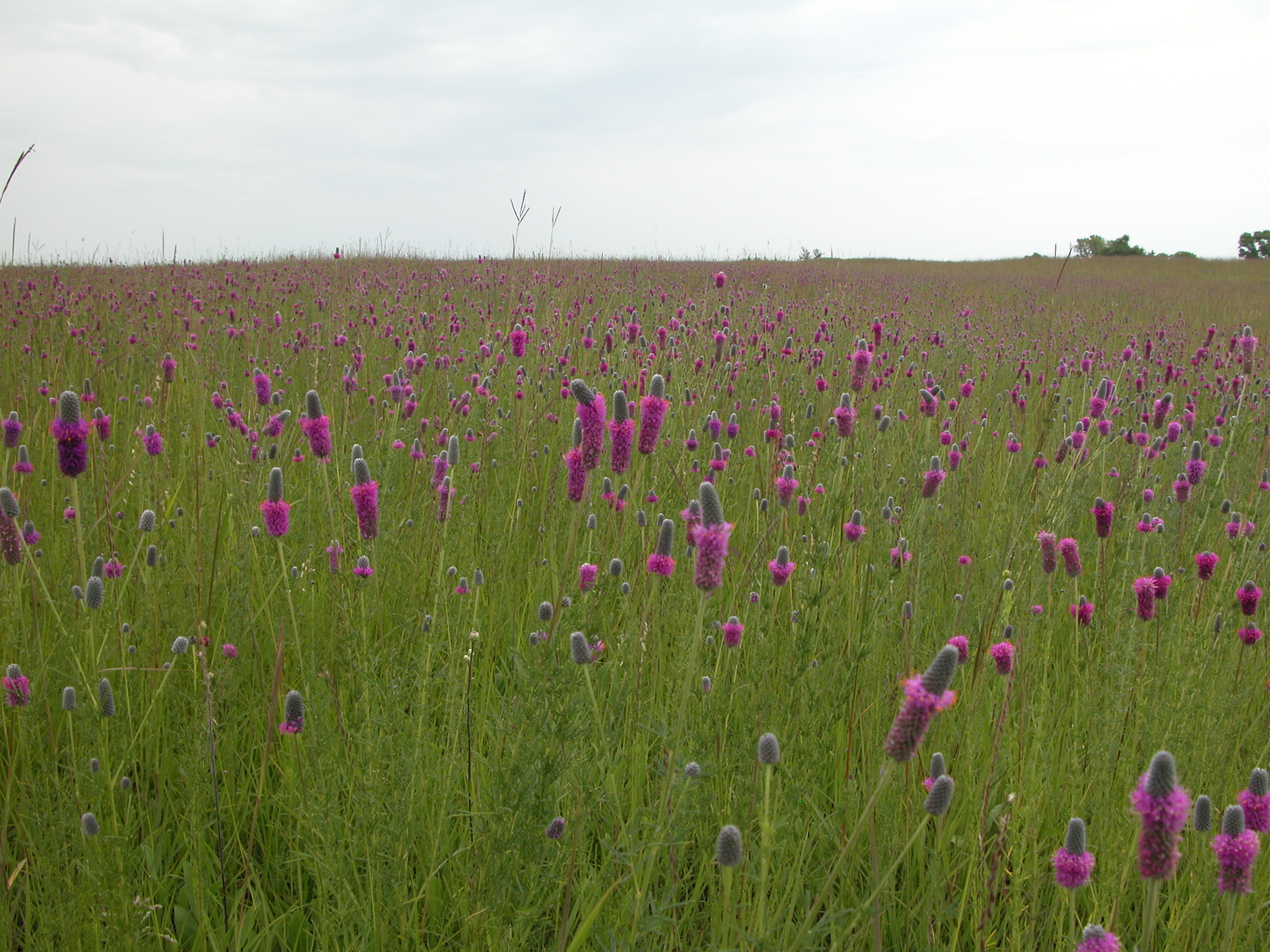 PurplePrairieClover.JPG