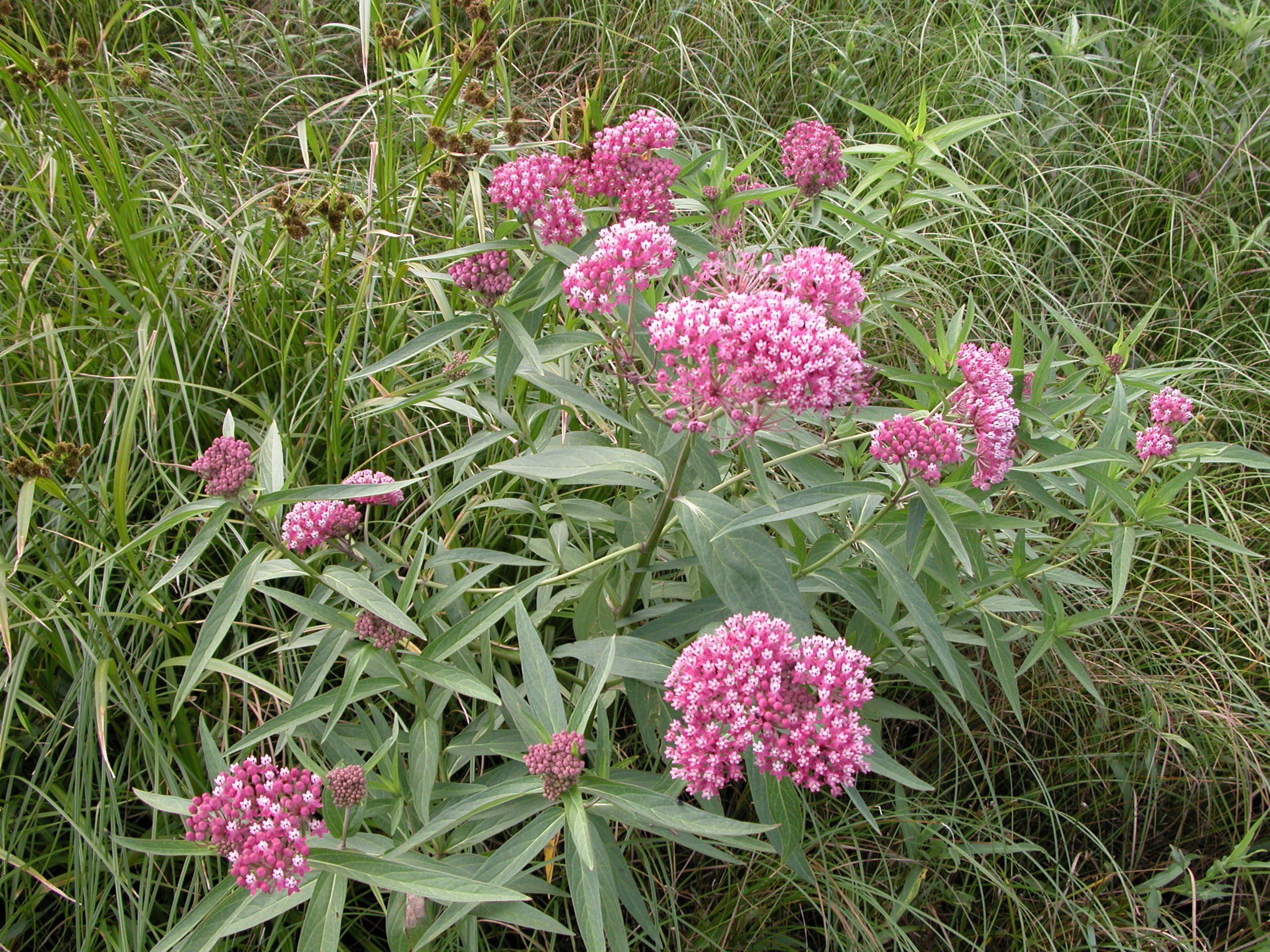 Swamp_Milkweed_10.JPG